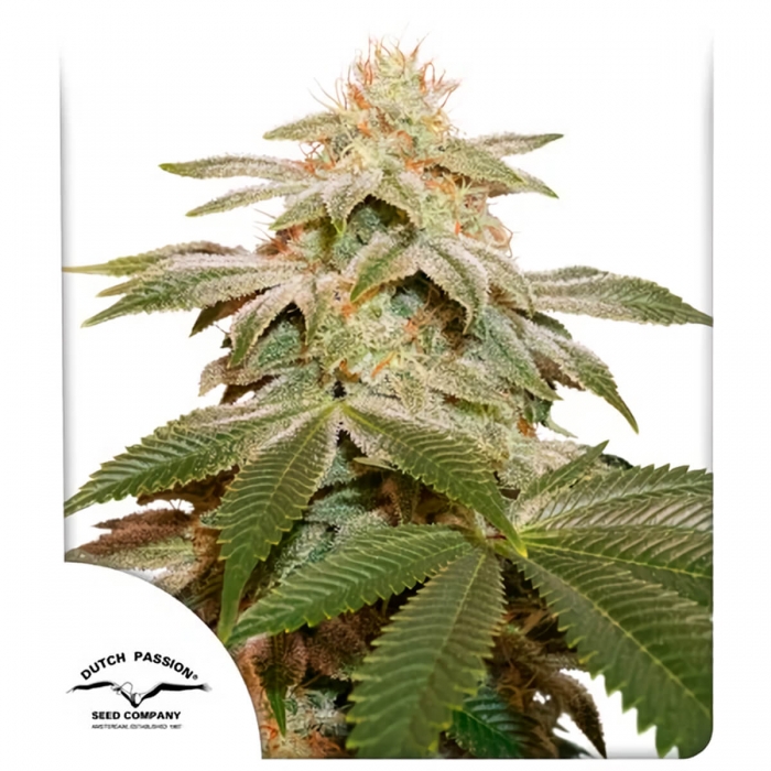 Sugar Bomb Punch Dutch Passion - Semillas de marihuana feminizadas, blister.