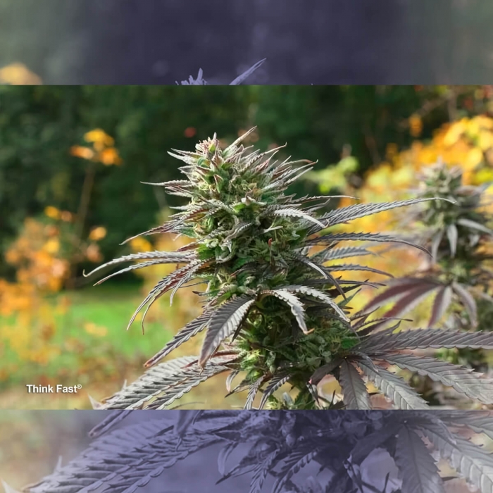 Think Fast de Dutch Passion - Semillas feminizadas de marihuana, morada.