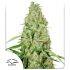 THINK FAST (Dutch Passion Seeds)