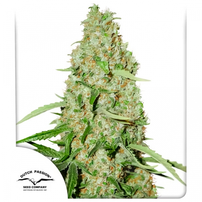 Think Fast de Dutch Passion - Semillas feminizadas de marihuana, blister.