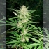 Think Fast de Dutch Passion - Semillas feminizadas de marihuana, punta principal.