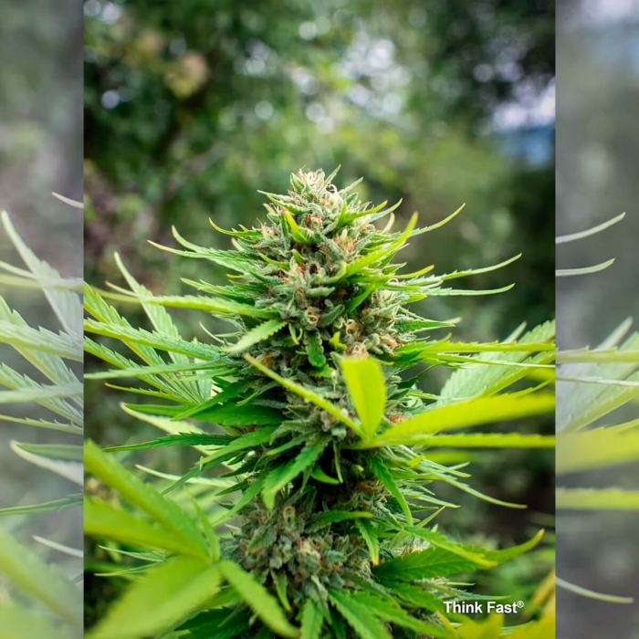Think Fast de Dutch Passion - Semillas feminizadas de marihuana, cogollo.