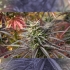 Think Fast de Dutch Passion - Semillas feminizadas de marihuana, cogollo morado.