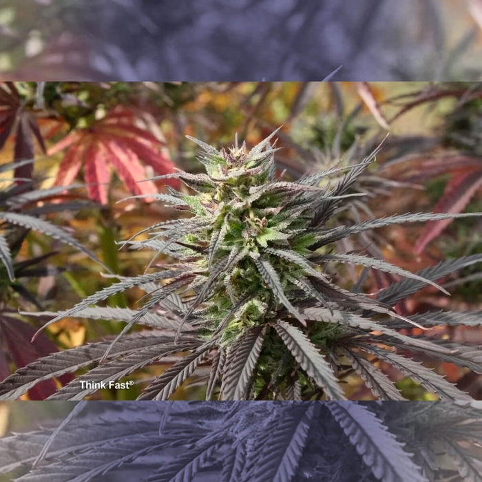 Think Fast de Dutch Passion - Semillas feminizadas de marihuana, cogollo morado.