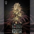 Semillas de Marihuana Kong's Krush de Green House Seeds, cogollo.