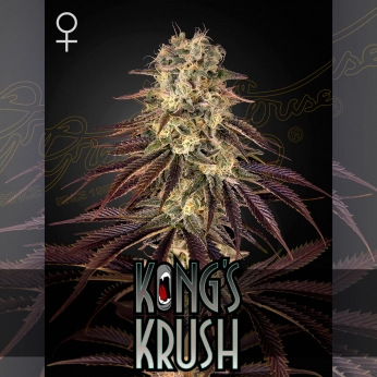 Semillas de Marihuana Kong's Krush de Green House Seeds, cogollo.