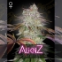 Semillas de Marihuana Feminizada AlienZ de Green House Seeds, cogollo.