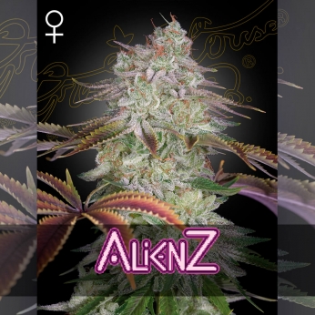 Semillas de Marihuana Feminizada AlienZ de Green House Seeds, cogollo.