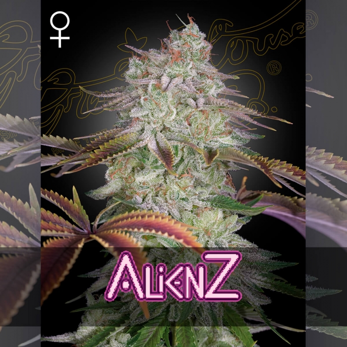 Semillas de Marihuana Feminizada AlienZ de Green House Seeds, cogollo.
