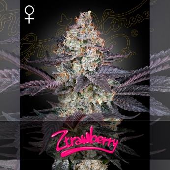 Semillas de Marihuana Feminizada Ztrawberry de Green House Seeds, cogollo.