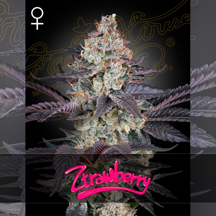 Semillas de Marihuana Feminizada Ztrawberry de Green House Seeds, cogollo.