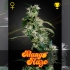 Semillas de marihuana Arjan's Ultra Haze #2 (Mango Haze) de Green House seeds, cogollo.