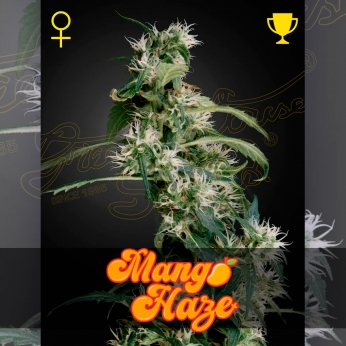 Semillas de marihuana Arjan's Ultra Haze #2 (Mango Haze) de Green House seeds, cogollo.