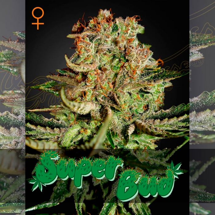 Semillas Marihuana SUPER BUD  (Green House Seeds)