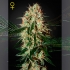 Semillas de marihuana feminizadas Arjan's Haze #3 de Green House Seeds, cogollo.