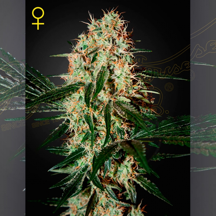 Semillas de marihuana feminizadas Arjan's Haze #3 de Green House Seeds, cogollo.