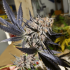 Semillas feminizadas Blueberry Regular de Dutch Passion Seeds, cogollo morado..