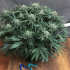 Semillas feminizadas Blueberry Regular de Dutch Passion Seeds, planta.