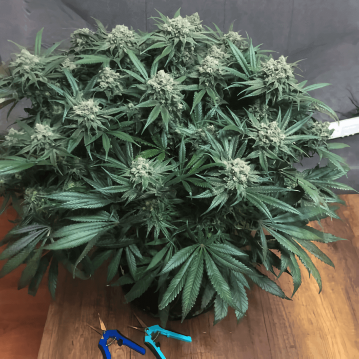 Semillas feminizadas Blueberry Regular de Dutch Passion Seeds, planta.