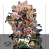 Semillas feminizadas Blueberry Regular de Dutch Passion Seeds, logo.