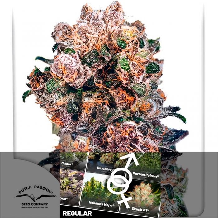 Semillas feminizadas Blueberry Regular de Dutch Passion Seeds, logo.