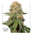 ORANGE BUD - Semillas de marihuana feminizadas