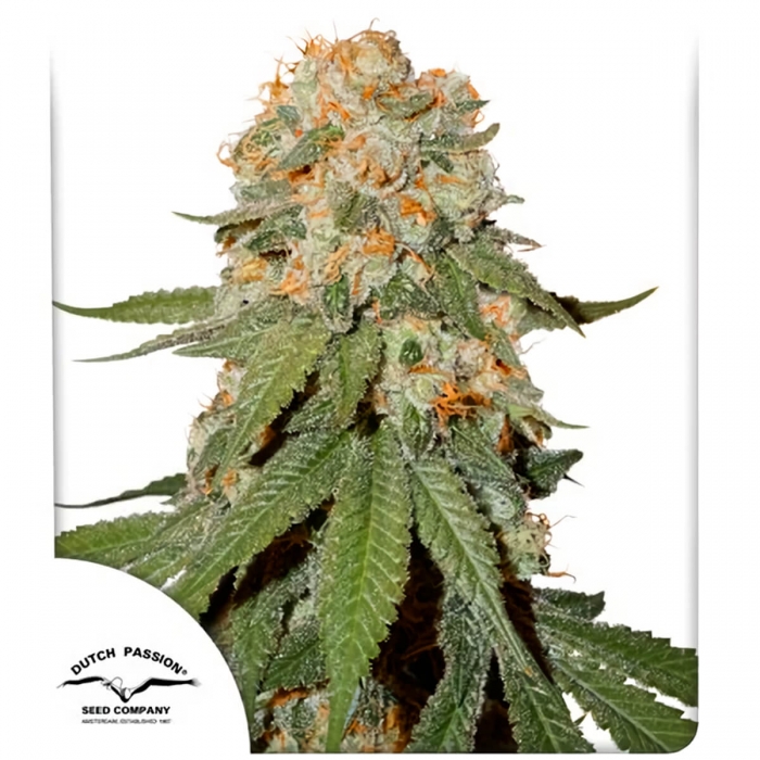 ORANGE BUD - Semillas de marihuana feminizadas