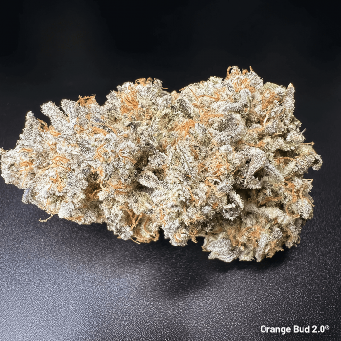 Semillas de marihuana feminizadas ORANGE BUD 2.0 (Dutch Passion), cogollo seco.
