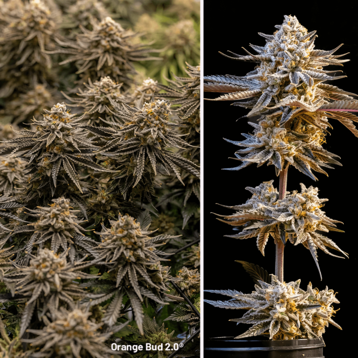 Semillas de marihuana feminizadas ORANGE BUD 2.0 (Dutch Passion), puntas.