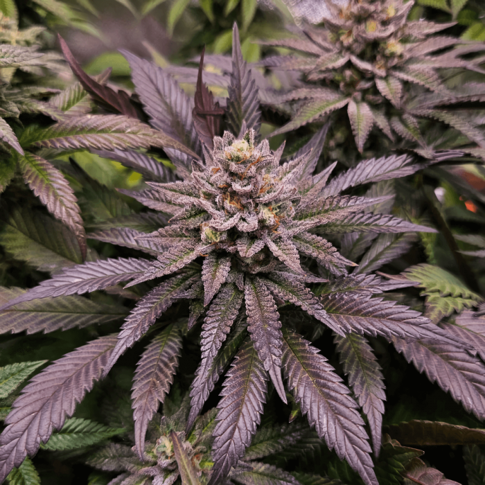 Semillas de marihuana feminizadas ORANGE BUD 2.0 (Dutch Passion), cogollo morado.