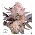 Semillas de marihuana feminizadas ORANGE BUD 2.0 (Dutch Passion), blister.
