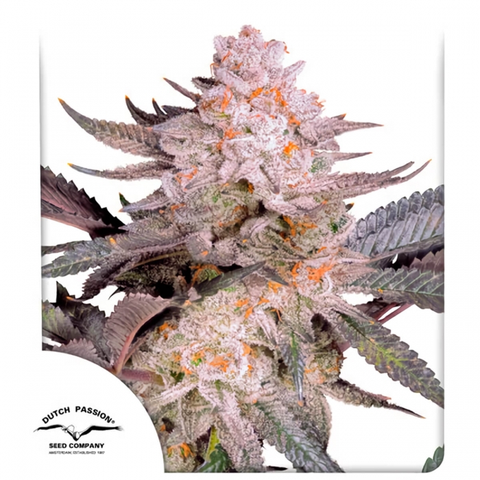 Semillas de marihuana feminizadas ORANGE BUD 2.0 (Dutch Passion), blister.