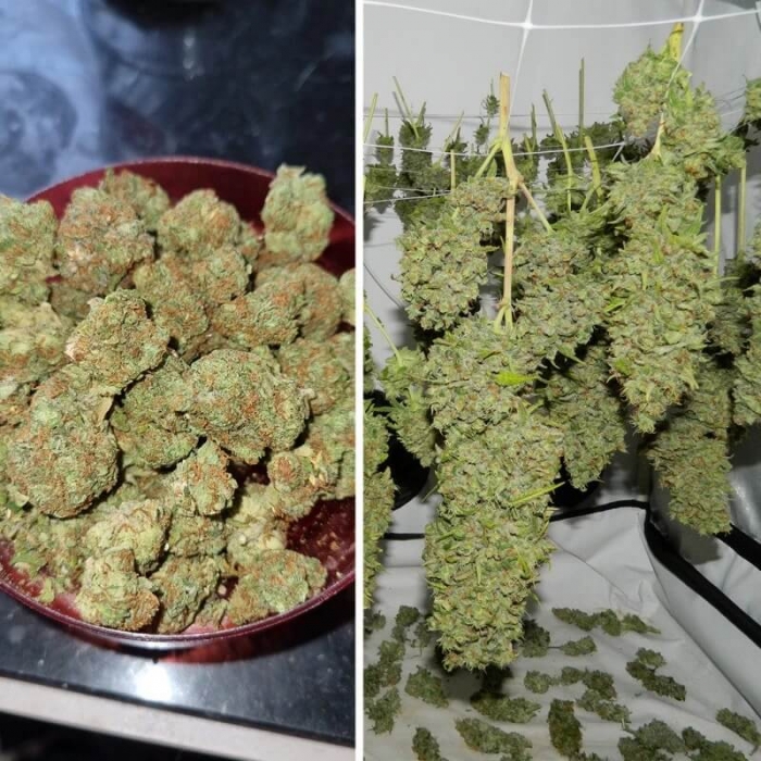 Cogollos marihuana Orange Bud de Dutch Passion