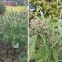 Plantas de marihuana Orange Bud de Dutch Passion