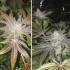 Semillas Orange Bud (Dutch Passion)