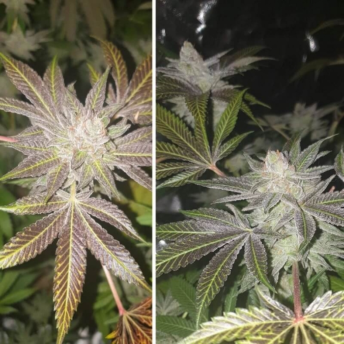 Semillas Orange Bud (Dutch Passion)