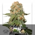 ORANGE BUD - Semillas de marihuana regulares.