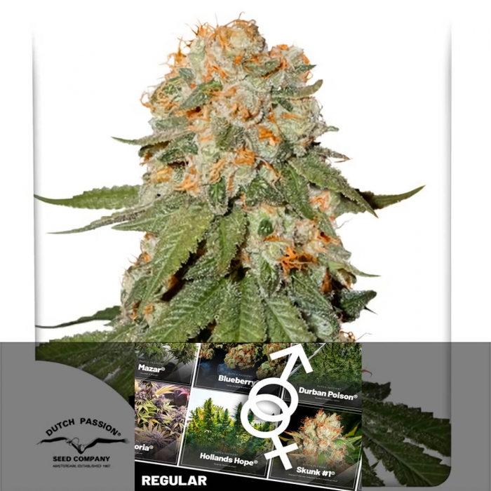 ORANGE BUD - Semillas de marihuana regulares.