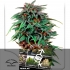 Durban Poison Regular - Semillas de marihuana regulares, blister.