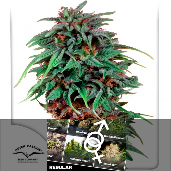 Durban Poison Regular - Semillas de marihuana regulares, blister.