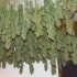 Power Plant de Dutch Passion - Semillas de marihuana regulares sativas, cosecha.