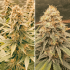 Power Plant de Dutch Passion - Semillas de marihuana regulares sativas, resina.