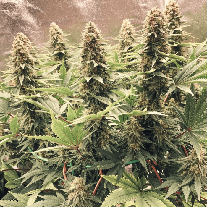 Power Plant de Dutch Passion - Semillas de marihuana regulares sativas, puntas principales.