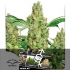 Power Plant de Dutch Passion - Semillas de marihuana regulares sativas, blister.
