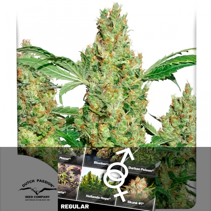 Power Plant de Dutch Passion - Semillas de marihuana regulares sativas, blister.