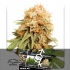 Semillas de marihuana regulares White Widow de Dutch Passion Seeds, blister.