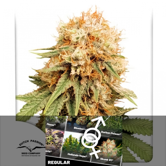 Semillas de marihuana regulares White Widow de Dutch Passion Seeds, blister.