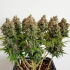 Semillas de marihuana MAZAR Regulares (Dutch Passion) Feminizadas, interior.