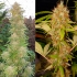 Semillas de marihuana MAZAR Regulares  (Dutch Passion) Feminizadas, puntas principales.