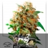 Semillas de marihuana MAZAR Regular (Dutch Passion) Feminizadas, cogollo.